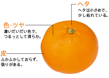 見分け方 見分け方