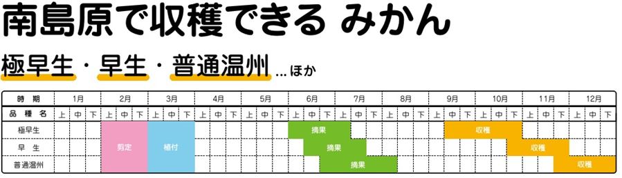 みかんの時期 みかんの時期