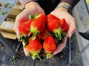 農業者インタビュー】よりおいしく、より効率的に PDCAのイチゴ