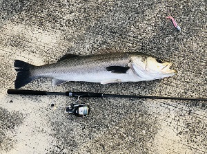 魚釣り