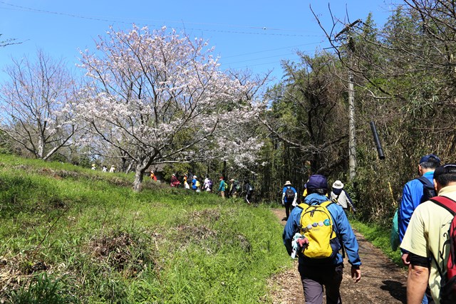(HP4)桜が咲いていましたIMG_6353 - コピー