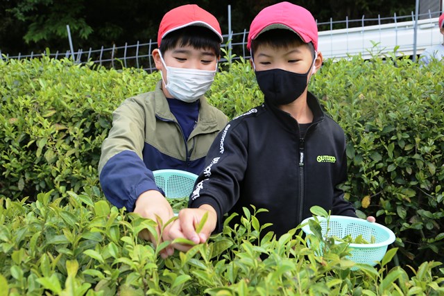 茶摘みをする児童