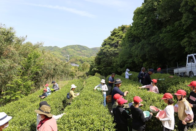 茶摘みの様子