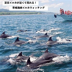 イルカウォッチング