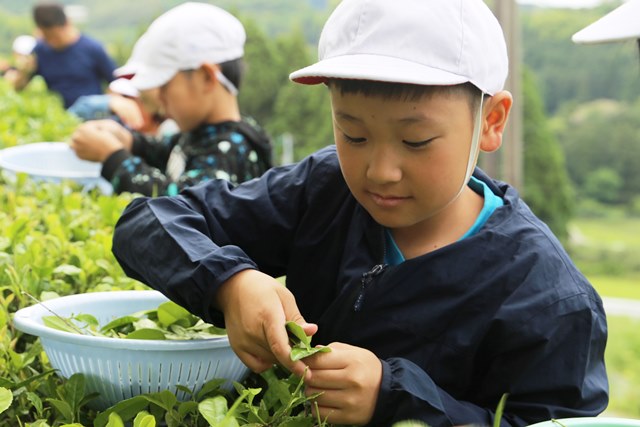 旧山口小学校で伝統の茶づくり体験の画像