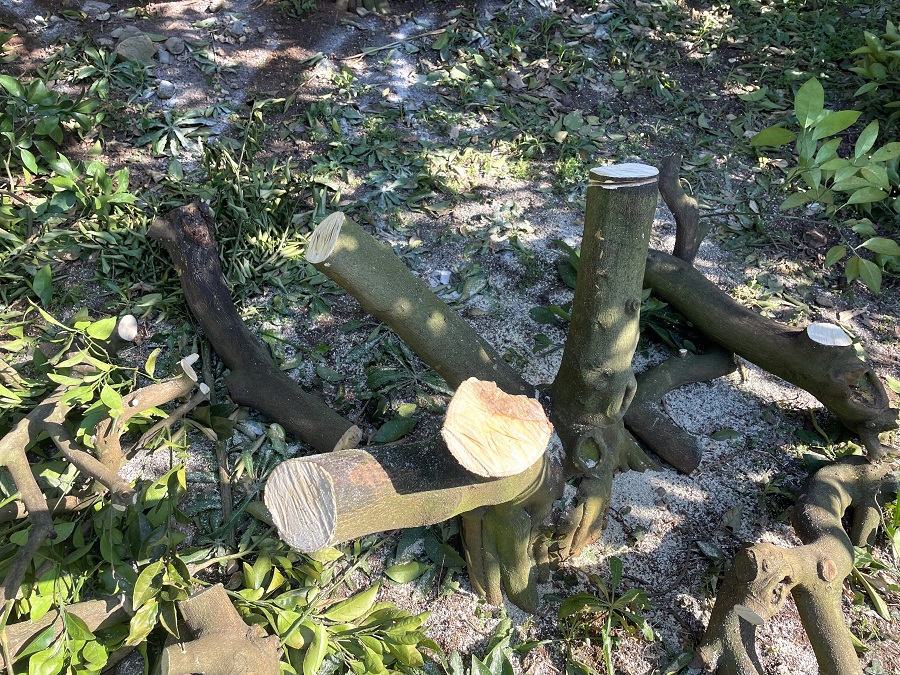 剪定後の切り株