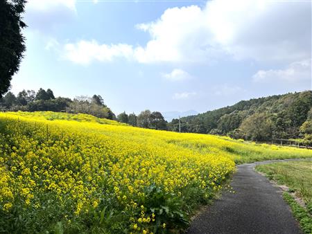 花畑