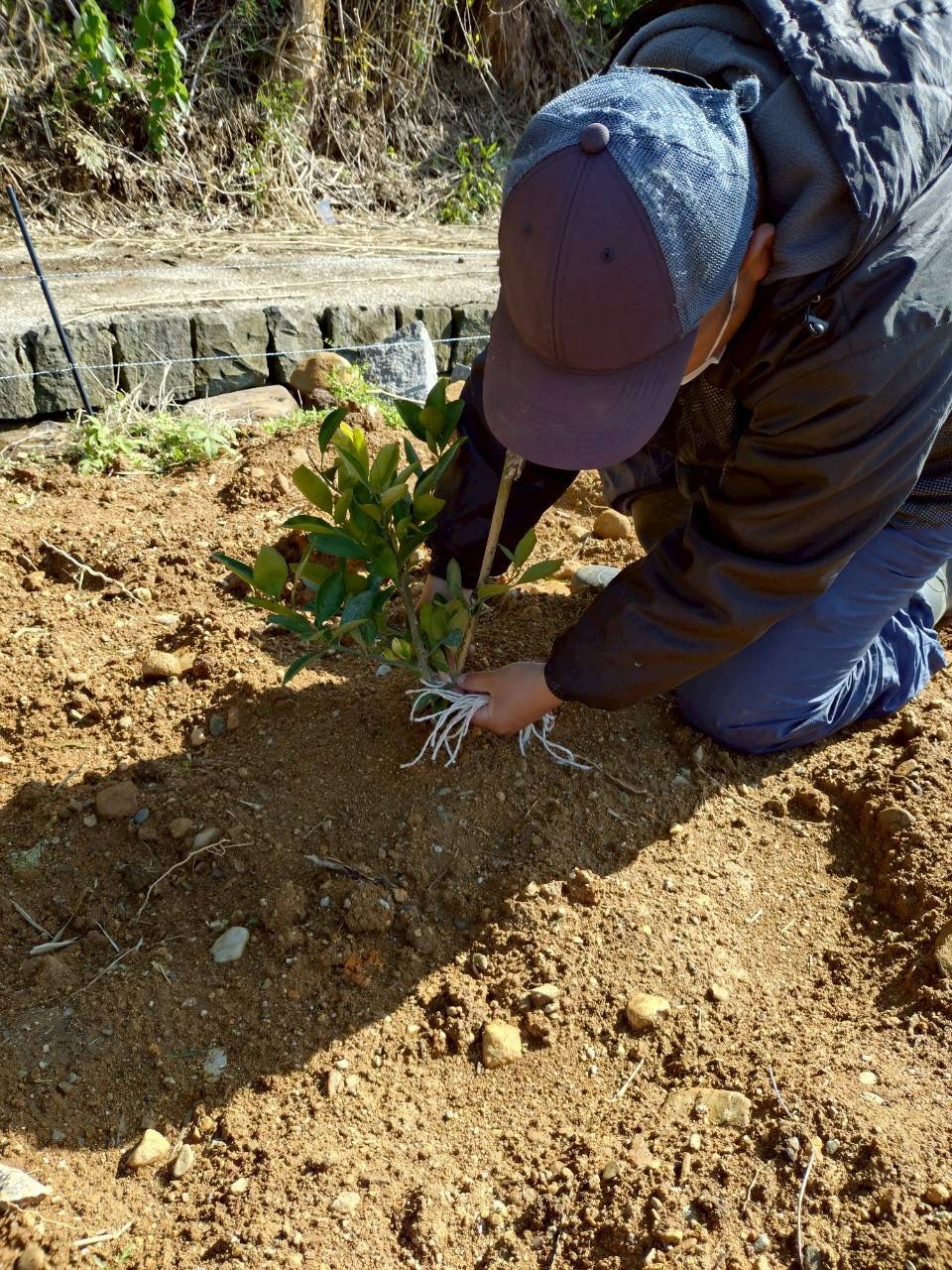 植樹する2期生の様子