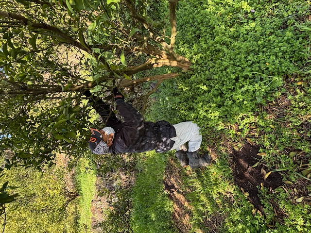 剪定作業(佐々木輔)