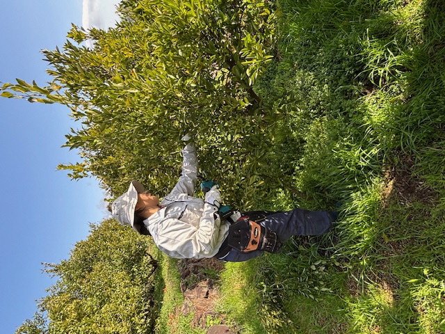 剪定作業(佐々木七海)