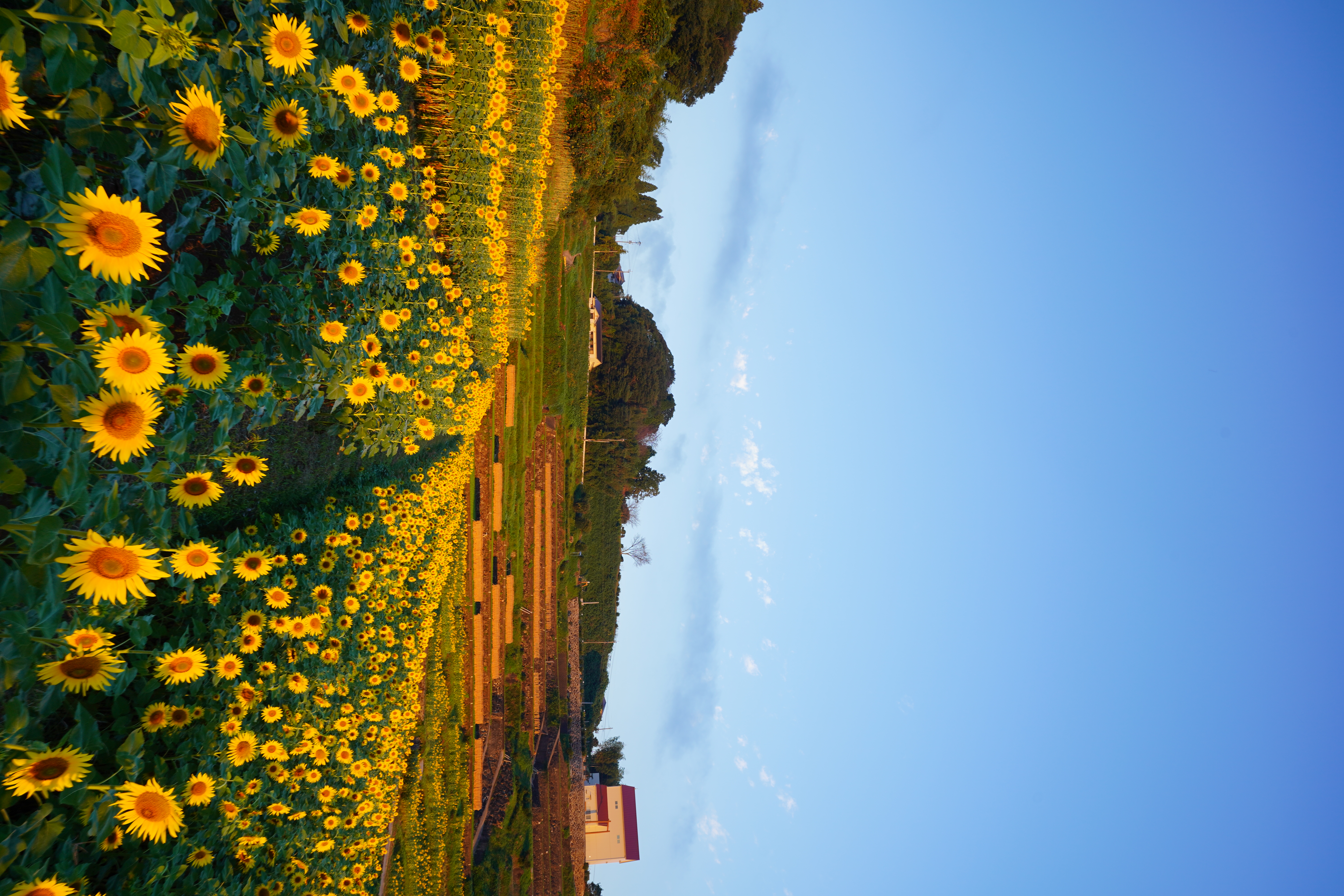 No9_朝陽に照らされる原城聖マリア観音ホールとひまわり畑