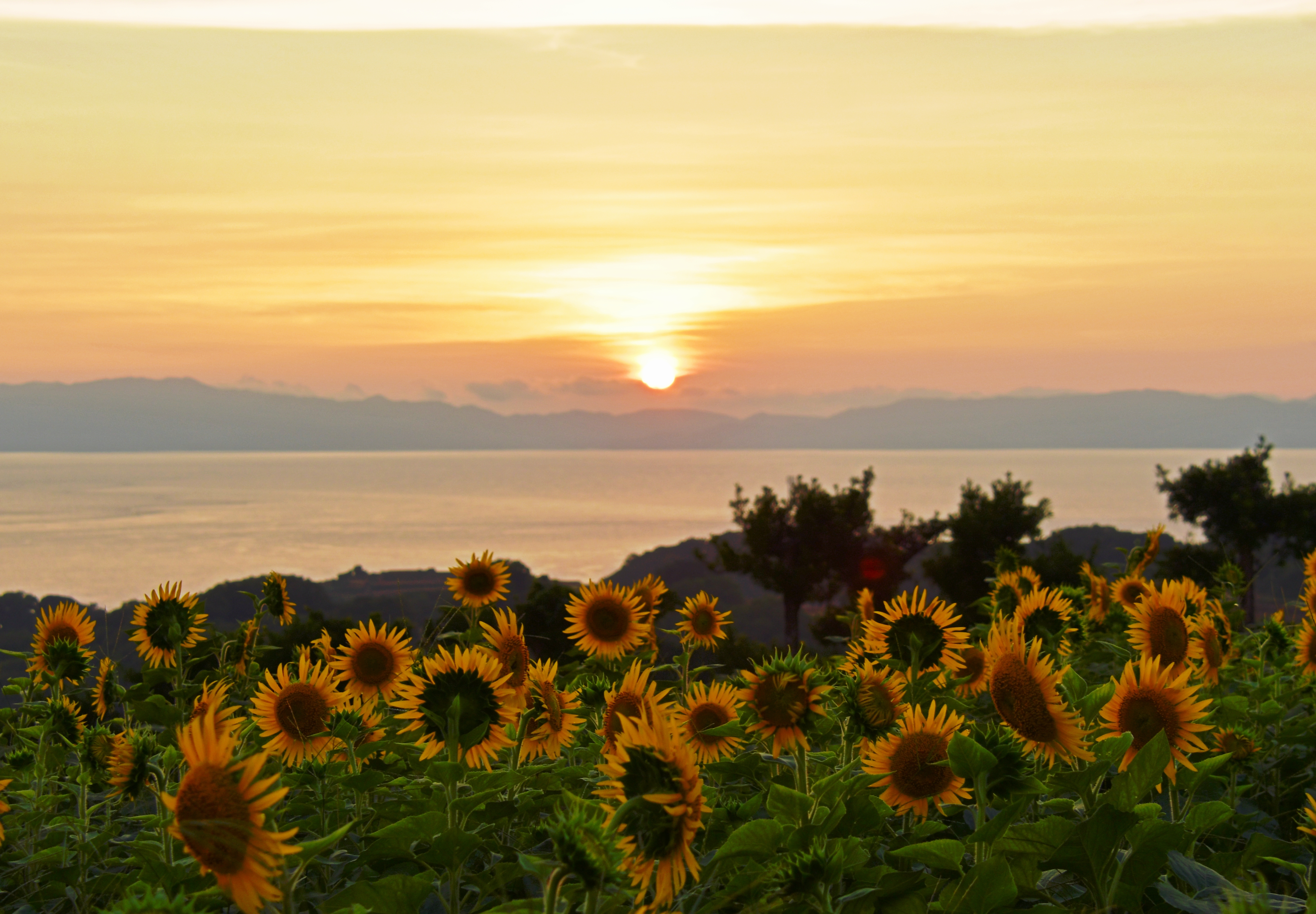 No16_孝子の里のひまわりと海と夕日