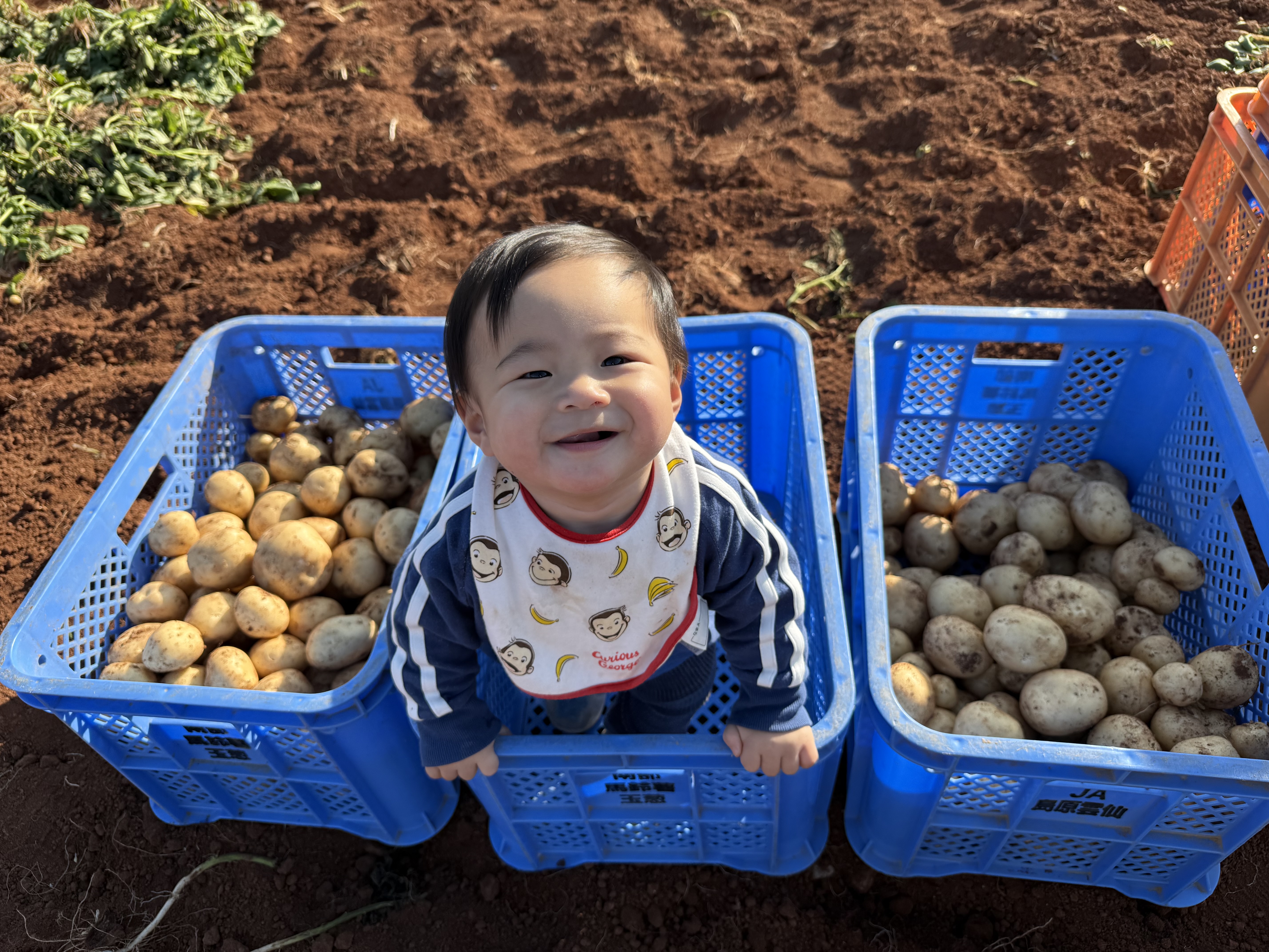 No12_初めてのジャガ掘り