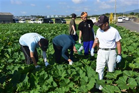 （3）カボチャの分け芽切り