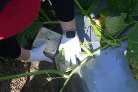 （4）カボチャの台座敷き