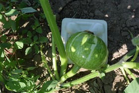 （5）カボチャの台座敷き