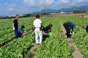 （6）レタスの除草作業