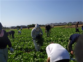 （8）レタスの除草作業