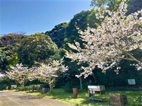 春には桜も楽しめる