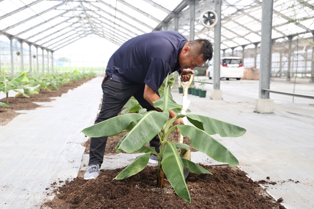 バナナを植栽する上田代表 バナナを植栽する上田代表