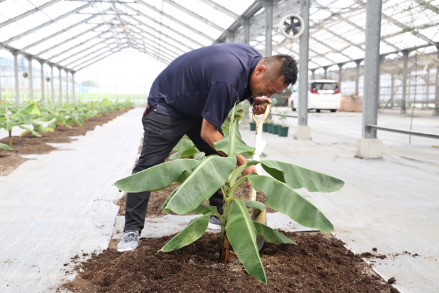 バナナを植栽する上田代表