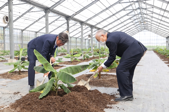 バナナを植栽する山口副市長（右）と吉永深江支所長（左）