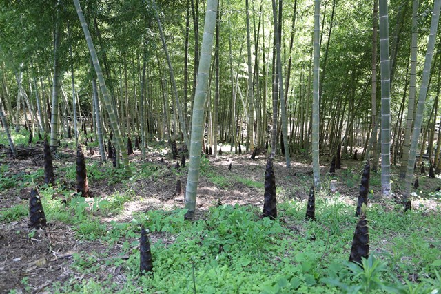 整備された竹林 整備された竹林