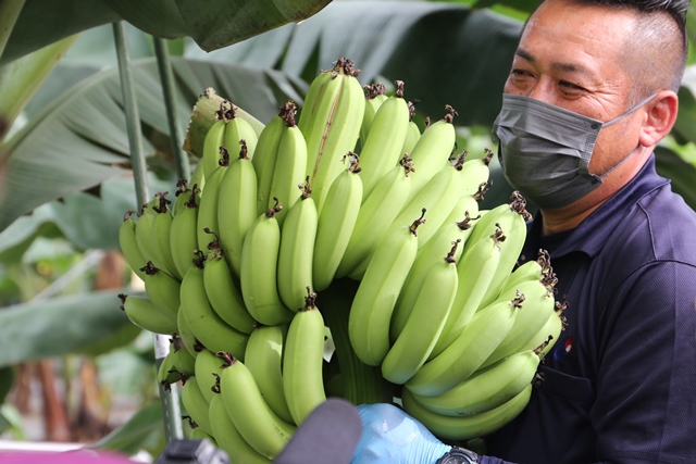 収穫したてのバナナを持つ上田代表