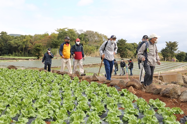 レタス畑を歩く参加者