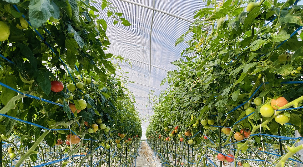 圃場の様子 圃場の様子
